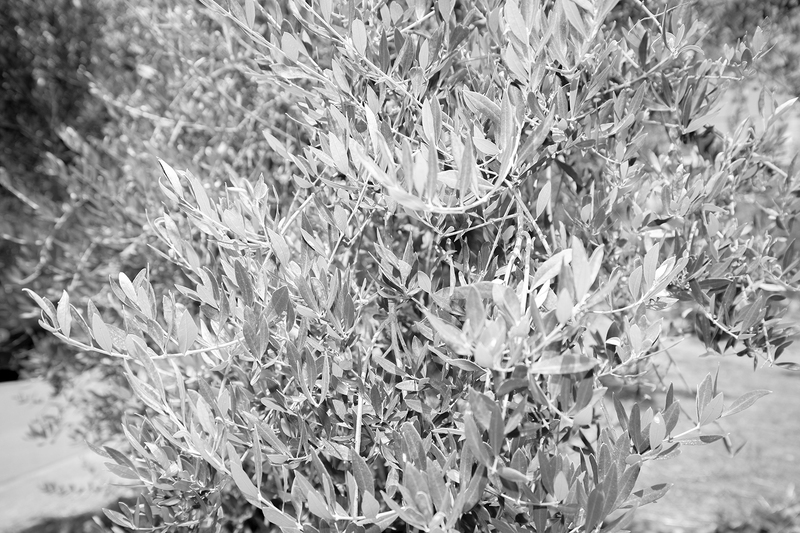 Tending An Olive Tree