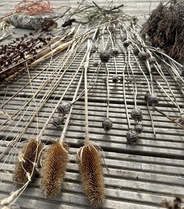 Foraged dried materials, Altyre Estate